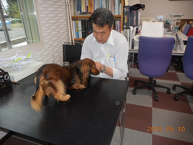 愛犬ももじろう耳のお手入れ中。
